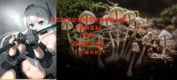 спиды Магас